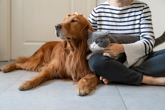 10 Essential Pet Care Tips Every Pet Owner Should Know